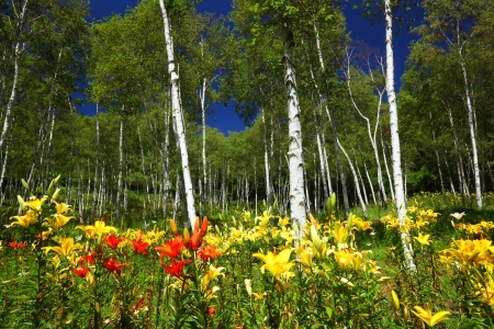 White birch forest and lily in summerの写真素材