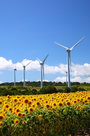 Sunflower field with windmill in Fukushima, Japanの写真素材