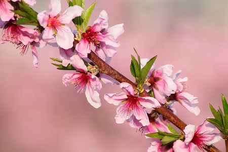 Pink beautiful peach flower close up shootの写真素材