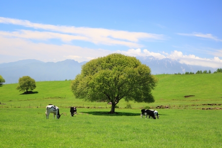 Tree on a meadow and cow, Yamanashi, Japanの写真素材