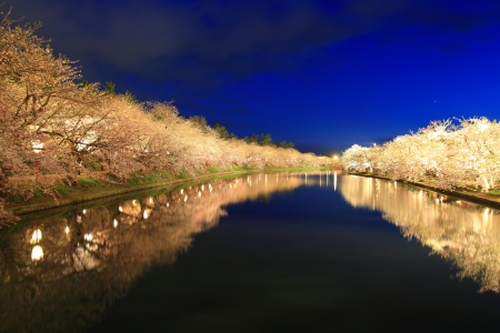 Light up of cherry tree in Hirosaki castle, Aomori, Japanの写真素材