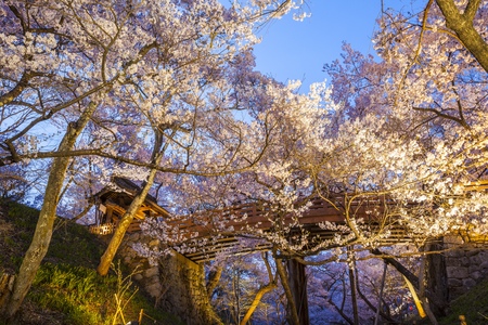 Cherry blossoms at Takato Castle Site Park, Nagano, Japanのeditorial素材