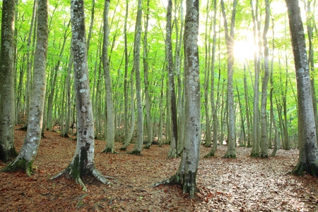 Beech forest, Bijinbayashi, Niigata, Japan