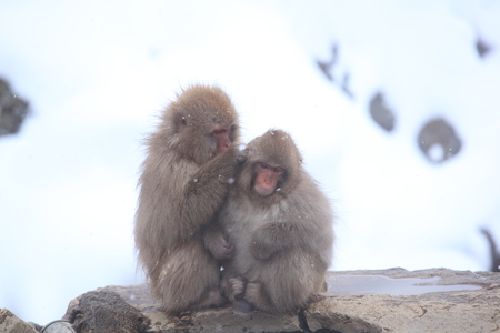 Snow monkey, Jigokudani, Nagano, Japanの写真素材