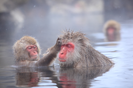 Snow monkey in hot spring, Jigokudani, Nagano, Japanの写真素材