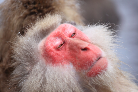 Snow monkey in hot spring, Jigokudani, Nagano, Japanの写真素材