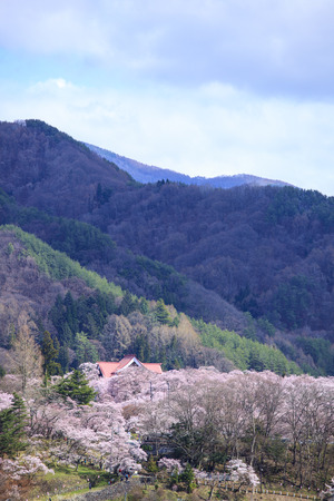 Cherry Blossoms at Takato Castle Site Park, Nagano, Japanのeditorial素材