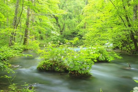 Summer of Oirase Stream, Aomori, Japanの写真素材