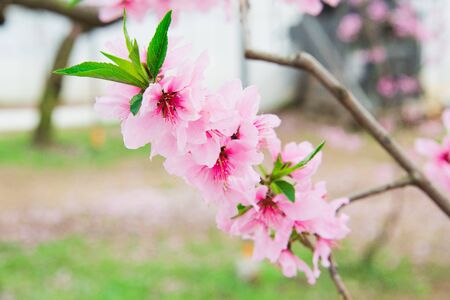 Peach Blossomの写真素材