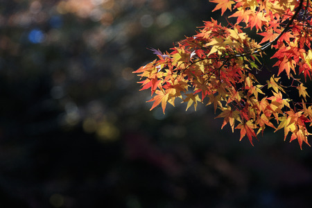 Autumn leaves - Autumn in Japan -の写真素材