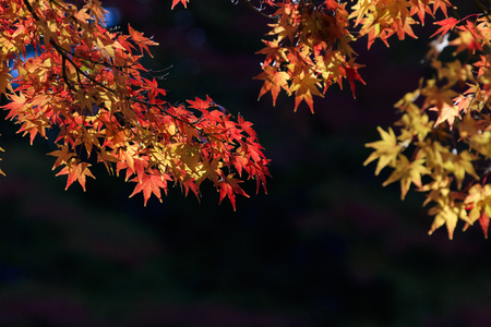 Autumn leaves - Autumn in Japan -の写真素材