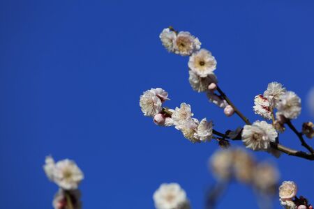 Flowering of plums in Tokyo - Japanese early spring -の写真素材