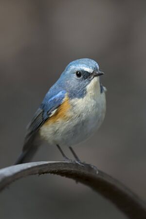 Red-flanked bluetail of Shibuya Tokyoの写真素材