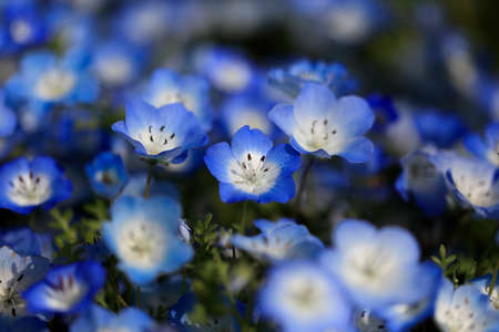 Nemophila flowersの写真素材