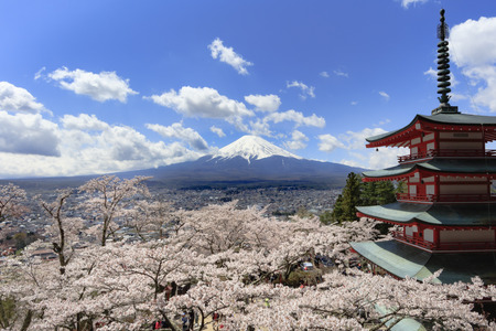 Cherry blossoms in spring and Mount Fujiの写真素材