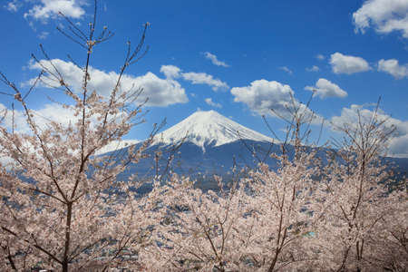 Cherry blossoms in spring and Mount Fuji
