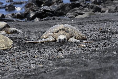Sea turtle shell drying - Punalu'u Black Sand Beach (Big Island of Hawaii) -の写真素材