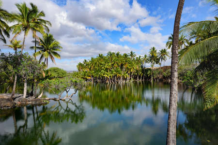 A group of palms lying on the banks of the pond - Big Island of Hawaii -の写真素材