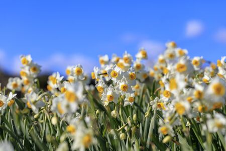 Tazetta Daffodils in bloom in winter sunny spotの写真素材