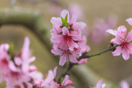 Peach Blossom - Spring of Japan -
