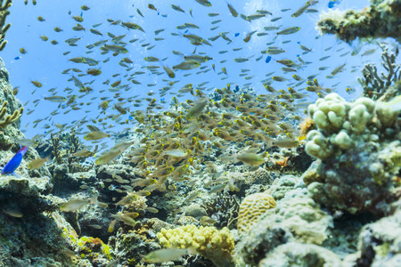 Ishigaki Island Diving - Horde of Young Pterocaesio digrammaの写真素材