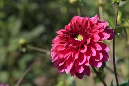 Dahlia - Autumn flowers blooming in Japanの写真素材
