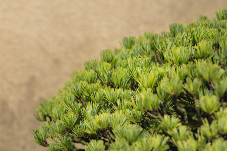Bonsai - Five leaf pine -の写真素材