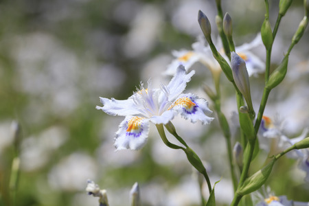 Iris japonica - Spring of Japan -