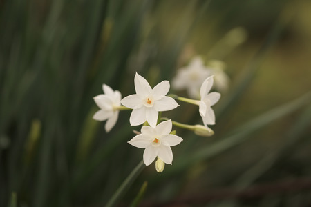 Paper white blossoms - Winter in Japan