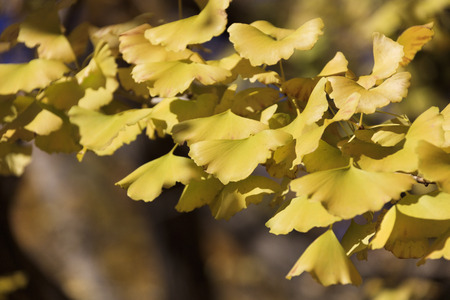 Ginkgo biloba turned yellow and blue sky