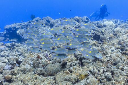 Ishigaki Island Diving - Sawtooth flock