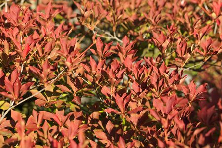 Azalea with autumn leaves - Autumn in japan