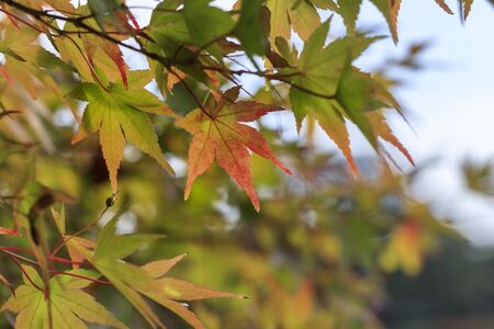 Japanese maple with autumn leaves - Autumn in japan