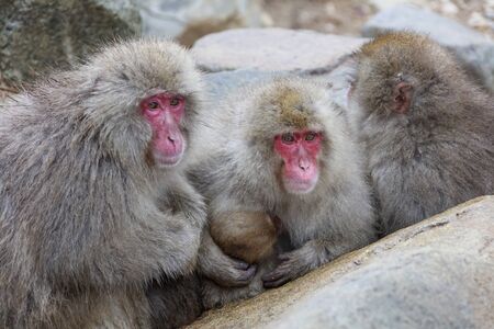 Japanese macaques watching the situation from a large rock shadeの写真素材