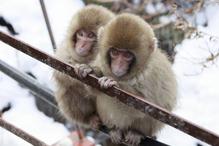 A baby monkey sitting between humansの写真素材