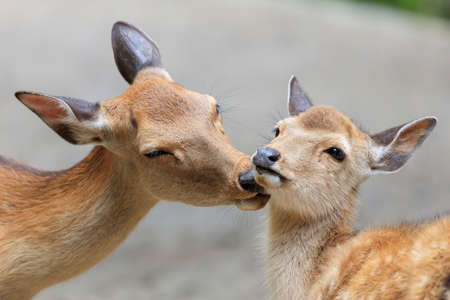 Deer parent and child - Nara Park, Japan