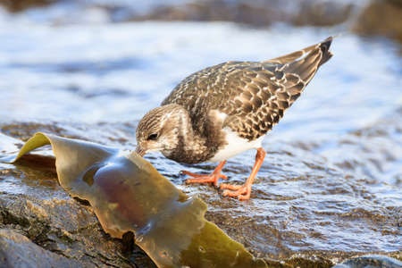 Ruddy Turnstone looking for food on the Japanese rocky shore on the wayの写真素材