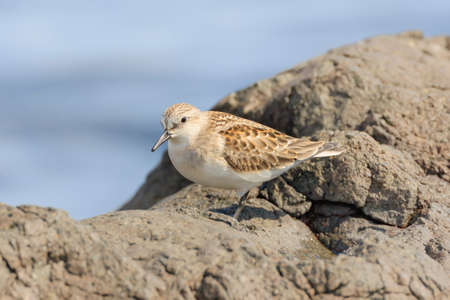 Red-necked stint from Siberia to Hachinohe, Japan