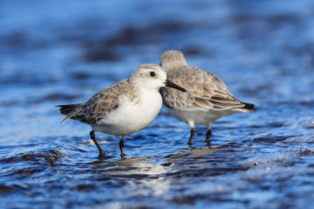 Sanderlings preying at a Japanese fishing port on the wayの写真素材