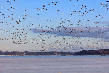 A flock of white-fronted geese take off toward the feeding ground immediately after dawn