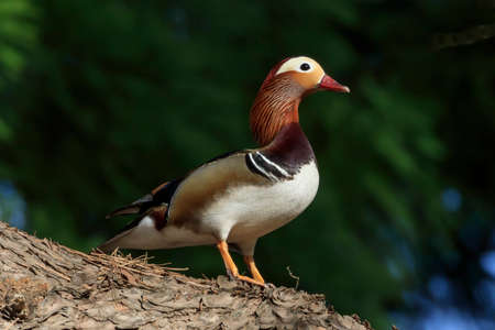 Male mandarin duck guarding from a high place near the nest