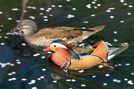 A pair of mandarin ducks slowly moving between flower raftsの写真素材