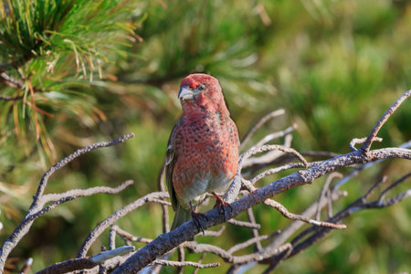 Pine grosbeak foraging in the Pinus pumila forest of Shiretoko Passの写真素材