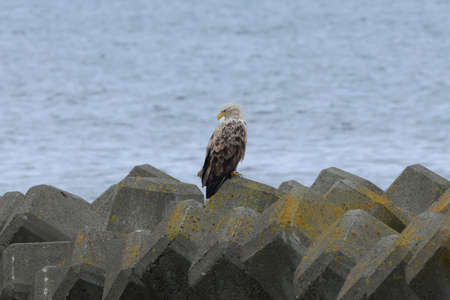 White-tailed eagle that stops at the wave-dissipating block and monitors the rear