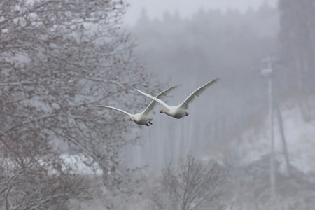A swan flies to a feeding ground on a winter day with large drops of snowの写真素材