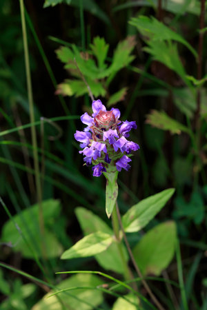 Prunella vulgaris blooming in Hotoke-numaの写真素材