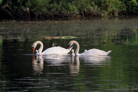 A pair of mute swans and their chicks heading to the nest after feedingの写真素材