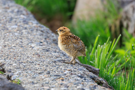 Ptarmigan chicks living in Murododaira in the Northern Alps in early summerの写真素材