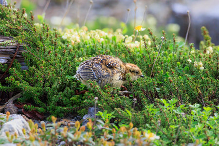 Ptarmigan chicks living in Murododaira in the Northern Alps in early summerの写真素材