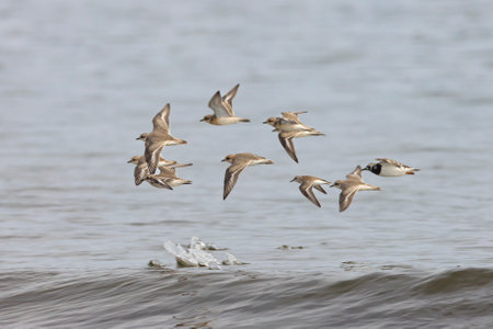 A mixed flock of three waterfowl speciesの写真素材